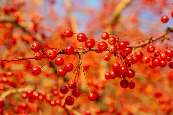 Autumn Photo Small Red Decorative Apples Tree Park — Stock Photo, Image