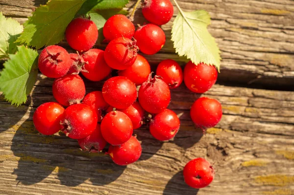 Wazige Foto Ondiepe Scherptediepte Hawthorn Een Doornige Struik Boom Van — Stockfoto