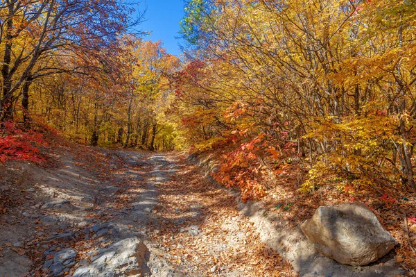 Fotos Península Crimeia Outono Faia Hornbeam Floresta Cresce Uma Altitude — Fotografia de Stock