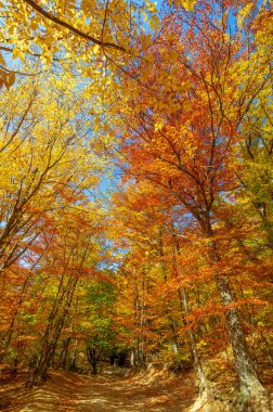 Sonbaharda Kırım Yarımadası 'nın fotoğrafları, Hornbeam Ormanı. 650-700 metre yükseklikte büyür, kayalık meşe ormanları kayın ve korna ile yer değiştirir. toprak ve su korunumu
