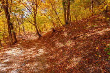 Sonbaharda Kırım Yarımadası 'nın fotoğrafları, Hornbeam Ormanı. 650-700 metre yükseklikte büyür, kayalık meşe ormanları kayın ve korna ile yer değiştirir. toprak ve su korunumu