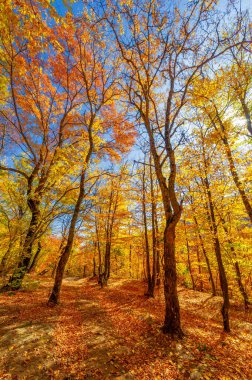 Sonbaharda Kırım Yarımadası 'nın fotoğrafları, Hornbeam Ormanı. 650-700 metre yükseklikte büyür, kayalık meşe ormanları kayın ve korna ile yer değiştirir. toprak ve su korunumu