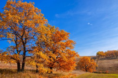 Sonbahar manzarası, yaprak döken ağaçlar çok renkli sarı kırmızı yapraklar, meşeler çok renkli sonbahar yapraklarını döküyor, gözün hüzünlü zamanları - işte cazibesi bu.