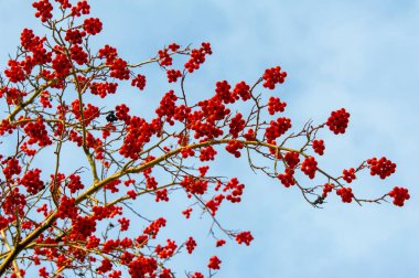 Sonbahar fotoğrafçılığı, sonbaharda yapraklar, yılın bu zamanında ağaçlar turuncu, kırmızı ve bakır çiçeklerden koparak canlanıyor.