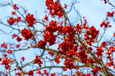 Sonbahar fotoğrafçılığı, sonbaharda yapraklar, yılın bu zamanında ağaçlar turuncu, kırmızı ve bakır çiçeklerden koparak canlanıyor.