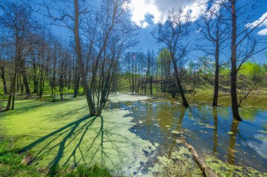 Göletin, kaynağın, huş ağacının fotoğrafları. Göl, karayla çevrili bir havzanın içinde yer alan suyla dolu bir alandır, herhangi bir nehir ya da diğer çıkış noktası hariç.