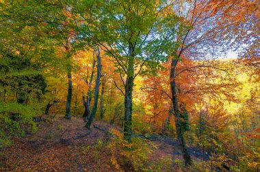 Kırım yarımadasının sonbahar fotoğrafları, Beech Hornbeam ormanları. Orman kayın ağırlıklı ormanlar Avrupa 'daki ormanların yaklaşık% 15-40' ını oluşturur. Ulusal parklar doğa parklarını ve rezervlerini rezerve eder