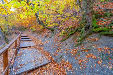 Kırım yarımadasının yüksek dağlarında, sonbahar kayın ormanlarında yürüyüş, fiziksel çabası olan insanlar için eğlence.