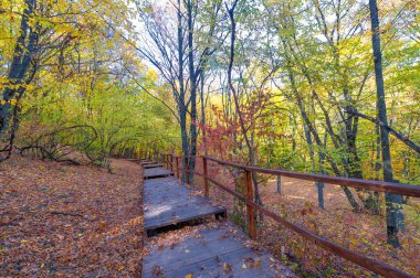 Kırım yarımadasının yüksek dağlarında, sonbahar kayın ormanlarında yürüyüş, fiziksel çabası olan insanlar için eğlence.