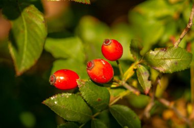 Bulanık fotoğraf, sığ alan derinliği. Gül kalçalar büyük miktarda antioksidan içerir, özellikle polifenol ve askorbik asit, karotenoit ve B ve E vitaminleri gibi..