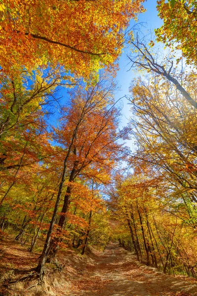 Φωτογραφίες Από Χερσόνησο Της Κριμαίας Φθινόπωρο Δάσος Από Αγριόχορτα Οξιάς — Φωτογραφία Αρχείου