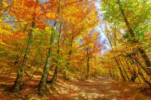 Fotos Península Crimeia Outono Faia Hornbeam Floresta Cresce Uma Altitude — Fotografia de Stock