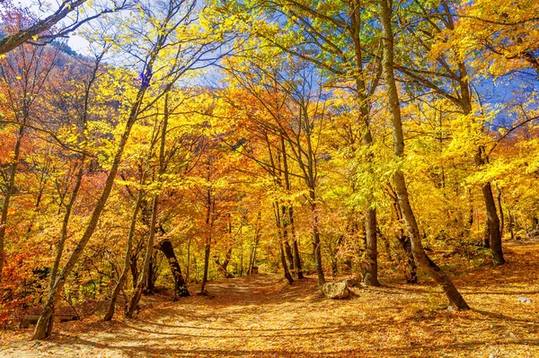 Fotos Península Crimeia Outono Faia Hornbeam Floresta Cresce Uma Altitude — Fotografia de Stock