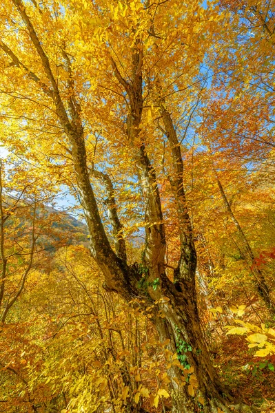 Φωτογραφίες Από Χερσόνησο Της Κριμαίας Φθινόπωρο Δάσος Οξιάς Κερασφόρου Αναπτύσσεται — Φωτογραφία Αρχείου