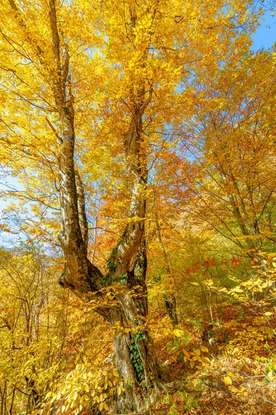 Φωτογραφίες Από Χερσόνησο Της Κριμαίας Φθινόπωρο Δάσος Οξιάς Κερασφόρου Αναπτύσσεται — Φωτογραφία Αρχείου