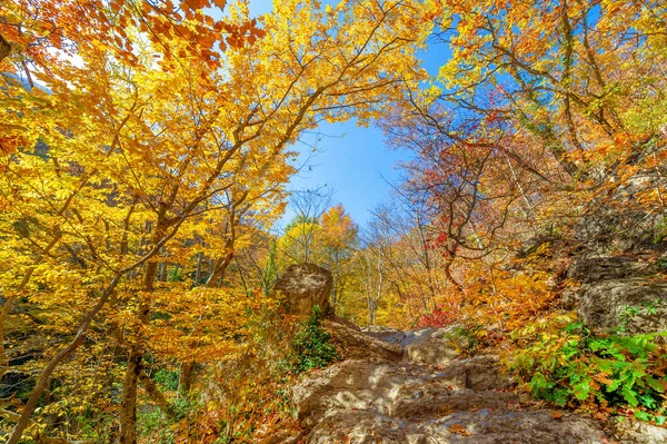 Foto Van Het Krim Schiereiland Herfst Beuken Haagbeuk Bos Het — Stockfoto