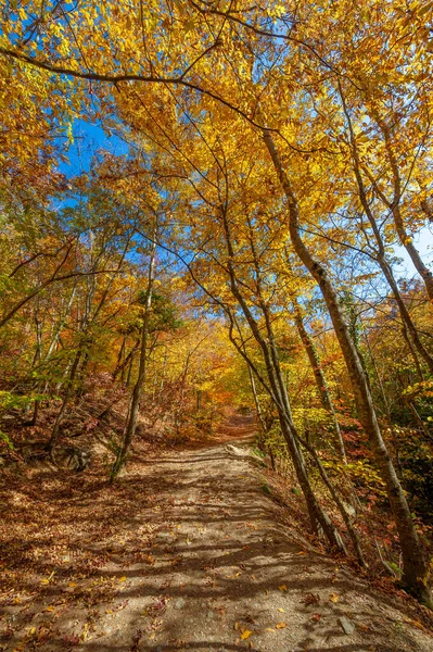 Fotos Península Crimeia Outono Faia Hornbeam Floresta Cresce Uma Altitude — Fotografia de Stock