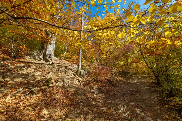 Photos Crimean Peninsula Fall Beech Hornbeam Forest Grows Altitude 650 — Stock Photo, Image