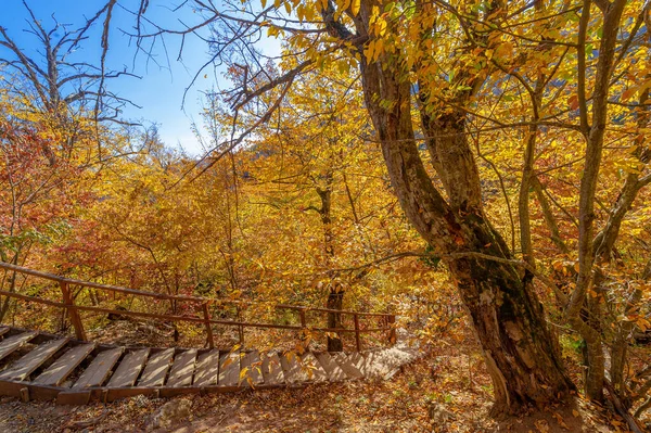 Photos Péninsule Crimée Automne Forêt Charme Hêtre Pousse Une Altitude — Photo