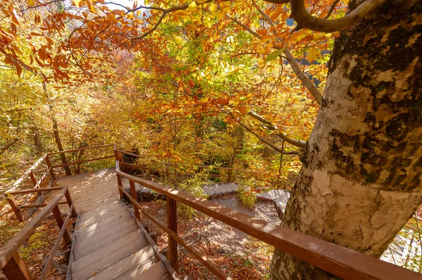 Sendero Senderismo Bosque Hayas Otoño Alto Las Montañas Península Crimea — Foto de Stock