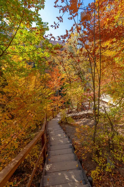 Sendero Senderismo Bosque Hayas Otoño Alto Las Montañas Península Crimea — Foto de Stock