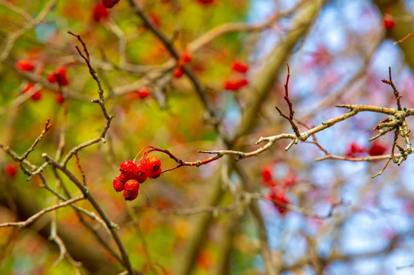 Höstfotografering Löv Hösten Vid Denna Tid Året Träden Verkar Komma — Stockfoto