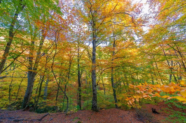 Φθινοπωρινές Φωτογραφίες Της Χερσονήσου Της Κριμαίας Δάση Κυρίαρχη Δασική Οξιά — Φωτογραφία Αρχείου