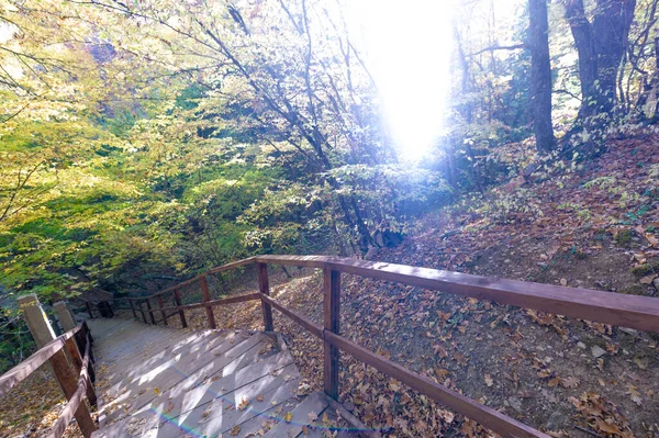 Sendero Senderismo Bosque Hayas Otoño Alto Las Montañas Península Crimea — Foto de Stock