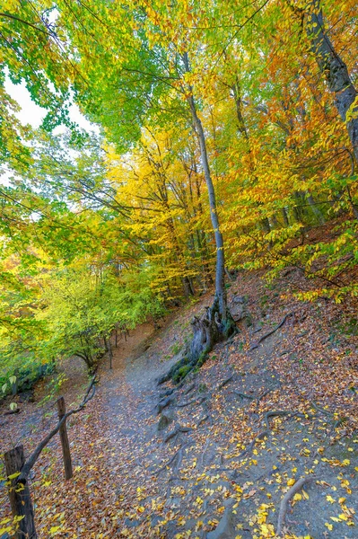 Trilha Caminhada Floresta Faia Outono Alto Das Montanhas Península Crimeia — Fotografia de Stock