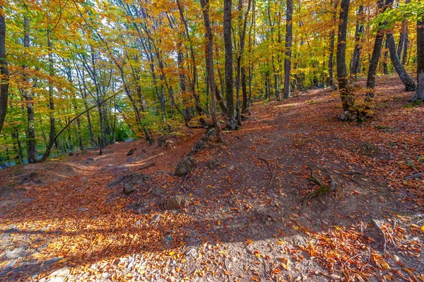 クリミア半島の山々の高い秋のブナの森のハイキングコース 運動をする人々のためのレクリエーション — ストック写真