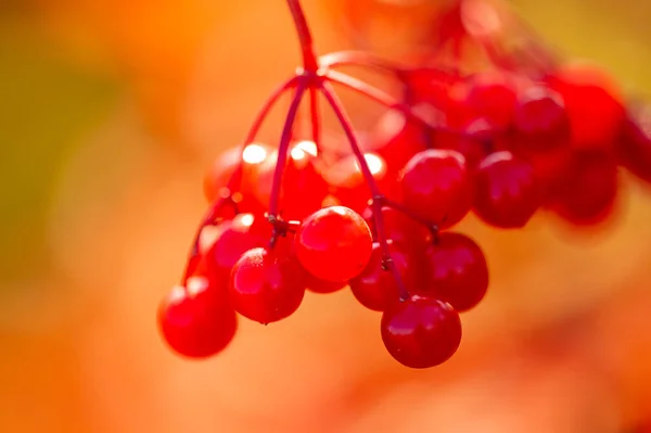 Blurry Photo Shallow Depth Field Autumn Red Viburnum Its Modern — Stock Photo, Image