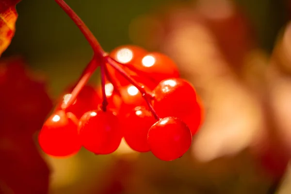 Blurry Photo Shallow Depth Field Autumn Red Viburnum Its Modern — Stock Photo, Image