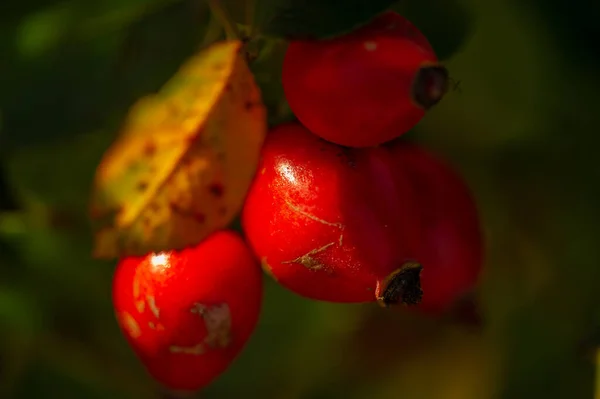 Verschwommenes Foto Geringe Schärfentiefe Hagebutten Enthalten Viele Antioxidantien Hauptsächlich Polyphenole — Stockfoto