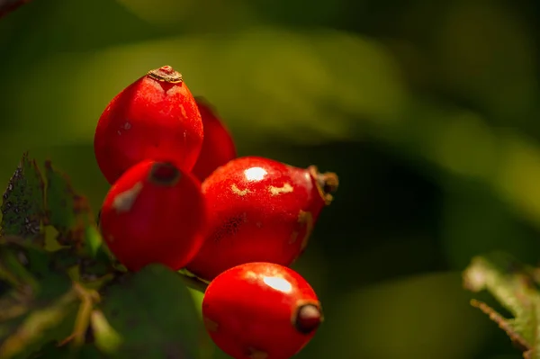 Verschwommenes Foto Geringe Schärfentiefe Hagebutten Enthalten Viele Antioxidantien Hauptsächlich Polyphenole — Stockfoto