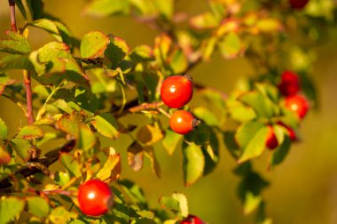Bulanık fotoğraf, sığ alan derinliği. Gül kalçalar büyük miktarda antioksidan içerir, özellikle polifenol ve askorbik asit, karotenoit ve B ve E vitaminleri gibi..