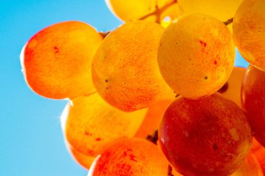 Üzüm, üzüm gibi taze yenebilir ya da şarap, reçel, meyve suyu, reçel, üzüm tohumu özü, kuru üzüm, sirke ve üzüm tohumu yağı yapımında kullanılabilir. Üzümler iklimlendirilmemiş bir meyve türüdür.