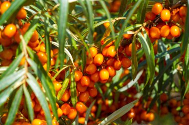 Deniz dikenleri. Deniz dikenlerinin farklı kısımları halk ilacı olarak kullanılıyor, dut yağı ya ağızdan beslenme takviyesi olarak alınıyor ya da güncel olarak uygulanıyor, cilt yumuşatıcısı olduğuna inanılıyor.