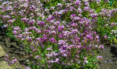 Matthiola longipetala, gece kokulu stok olarak da bilinir Cheiranthus longipetalus, Matthiola bicornis, longipetala subsp. bicornis, süs bitkisinin bir türüdür..