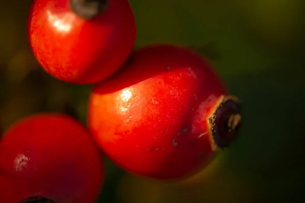 Wazige Foto Ondiepe Scherptediepte Rozenbottels Bevatten Een Grote Hoeveelheid Antioxidanten — Stockfoto