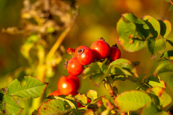 blurry photo, shallow depth of field. Rose hips contain a large amount of antioxidants, mainly polyphenols and ascorbic acid, as well as carotenoids and vitamins B and E.