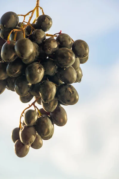 Grapes can be eaten fresh as table grapes or they can be used for making wine, jam, juice, jelly, grape seed extract, raisins, vinegar, and grape seed oil. Grapes are a non-climacteric type of fruit