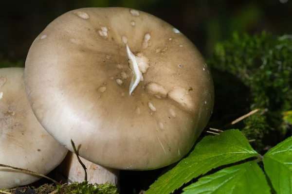 Fotografía Otoño Setas Latin Fungi Mycota Reino Vida Silvestre Uniendo —  Fotos de Stock