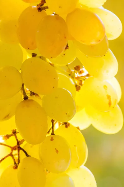 Uvas Podem Ser Comidas Frescas Como Uvas Mesa Podem Ser — Fotografia de Stock