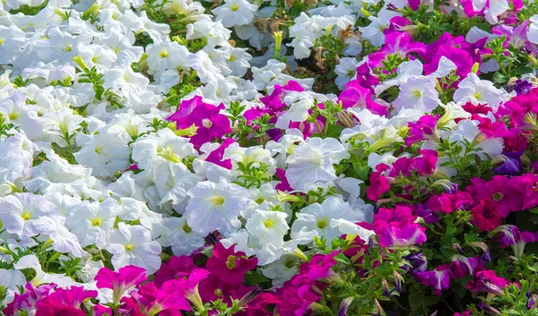 Floral Landscaping Brings Riot Color City Streets City Beds Flowers — Stock Photo, Image