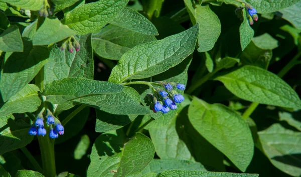 Symphytum Originario Piante Fiore Della Famiglia Delle Boraginaceae Conosciuto Collettivamente — Foto Stock