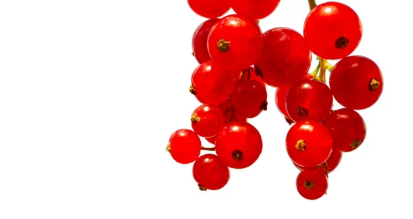 Bayas Grosella Roja Arbusto Eurasiático Que Produce Pequeñas Bayas Rojas —  Fotos de Stock