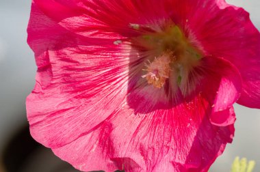 Mallow - yapraklı sebze şeklinde yenilebilir çiçek. 