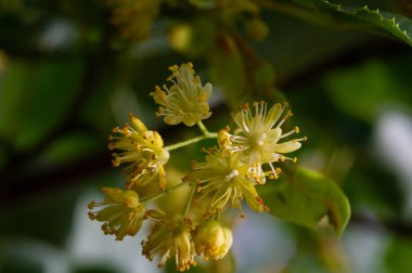 Kireç çiçekleri, nefis kokulu ıhlamur ağaçları yazın başında havayı koklarlar, bizi çağırırlar ve vücutları, akılları ve ruhları için yararlı özelliklerinin tadını çıkarırlar.. 
