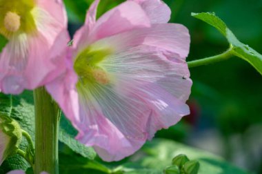 Mallow - yapraklı sebze şeklinde yenilebilir çiçek. 