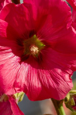 Mallow - yapraklı sebze şeklinde yenilebilir çiçek. 